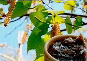 Birkenteer from the mushroom