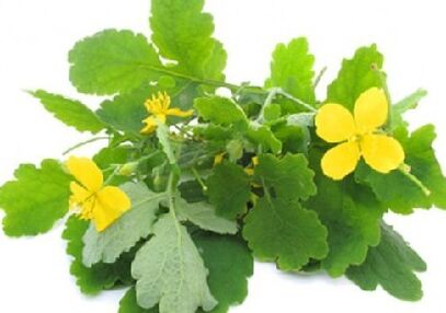 Celandine against nail fungus